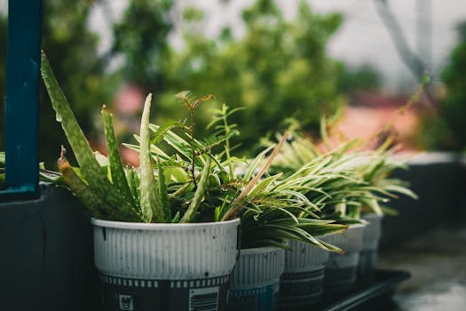 urban gardening setup with containers