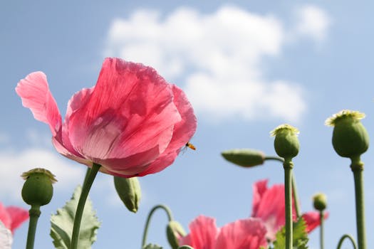 colorful perennial flowers in bloom