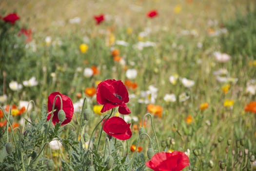 colorful garden with diverse plants