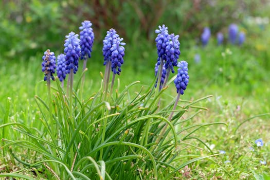 garden with vibrant flowers and fruits