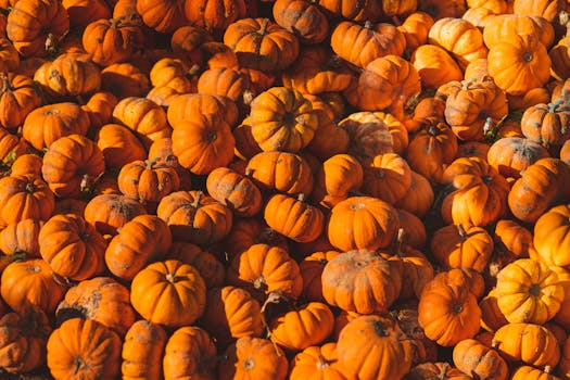 gardener harvesting squash with care