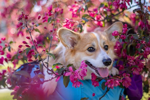 colorful flower beds and companion plants