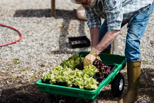 a gardener planting vegetables