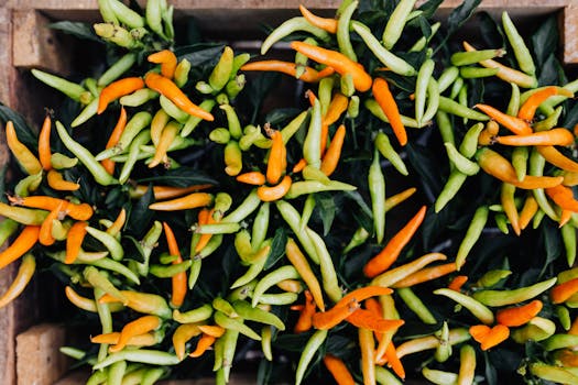 A successful seasonal garden filled with vegetables and herbs