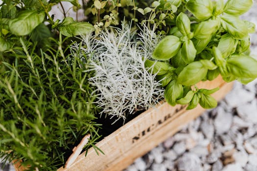 Herbs growing in shaded areas