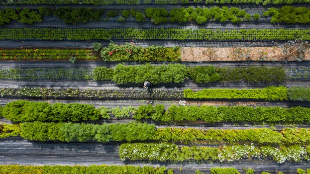 image of a diverse garden with seasonal crops