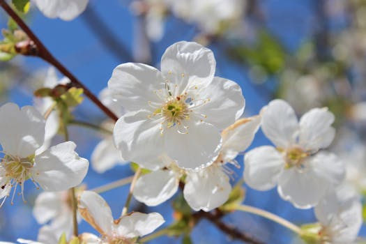 seasonal gardening calendar