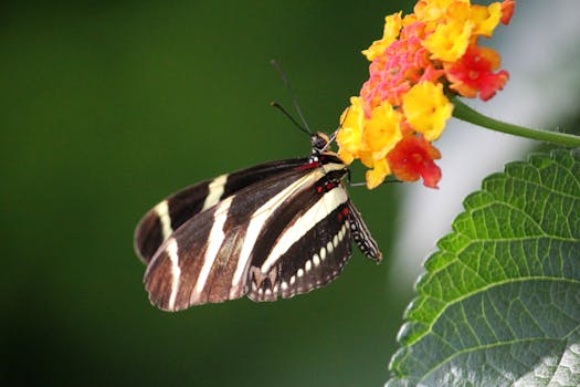 colorful flowers attracting pollinators