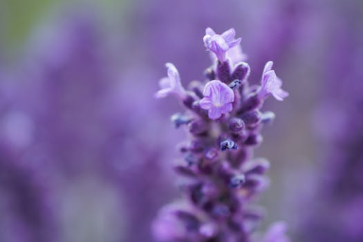 blooming lavender attracting bees