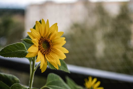 colorful sunflowers in a garden