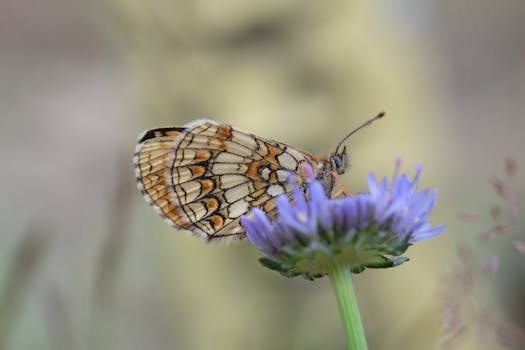 colorful zinnias attracting butterflies