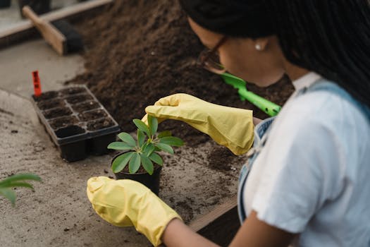 transplanting seedlings in the garden