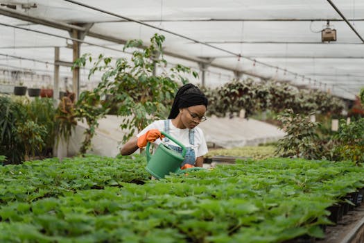 greenhouse with plants