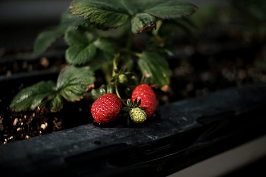 a healthy garden bed with rich soil