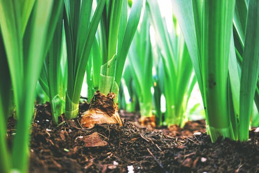 bulbs being planted in garden