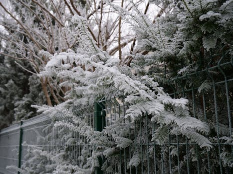 frost-covered garden landscape