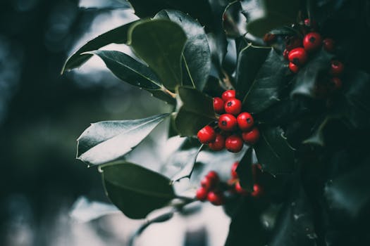 colorful winter container garden