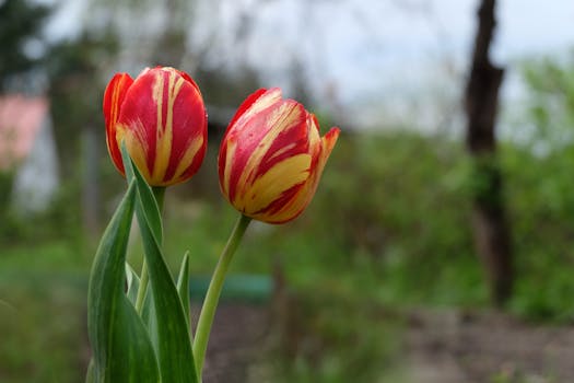 winter flowering plants