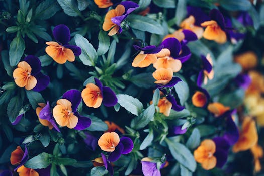 Winter garden with vivid pansies